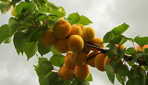  Как ставить опоры для абрикосовых деревьев 